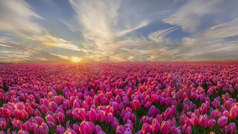 hinh nen hoa tulip 4k congngheaz
