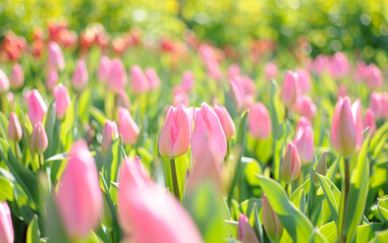 hinh nen hoa tulip 4k congngheaz 1