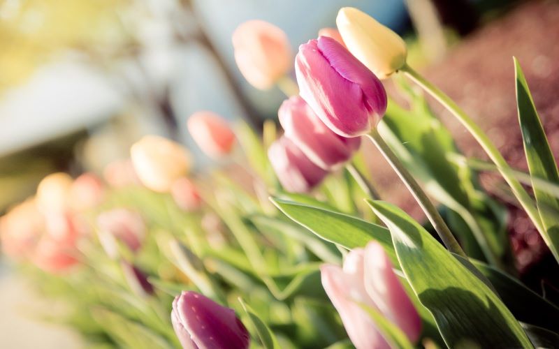 hinh nen hoa tulip 4k congngheaz 2