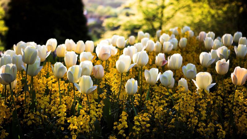 hinh nen hoa tulip 4k congngheaz 4