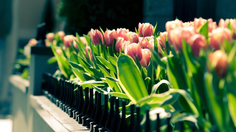 hinh nen hoa tulip 4k congngheaz 5