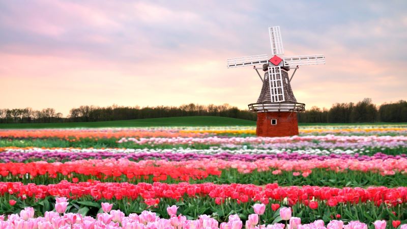 hinh nen hoa tulip 4k congngheaz 7