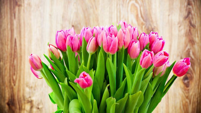hinh nen hoa tulip 4k congngheaz 8