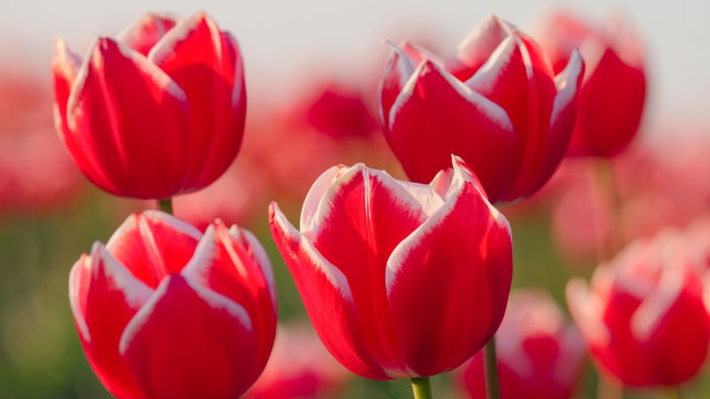 hinh nen hoa tulip 4k congngheaz 9